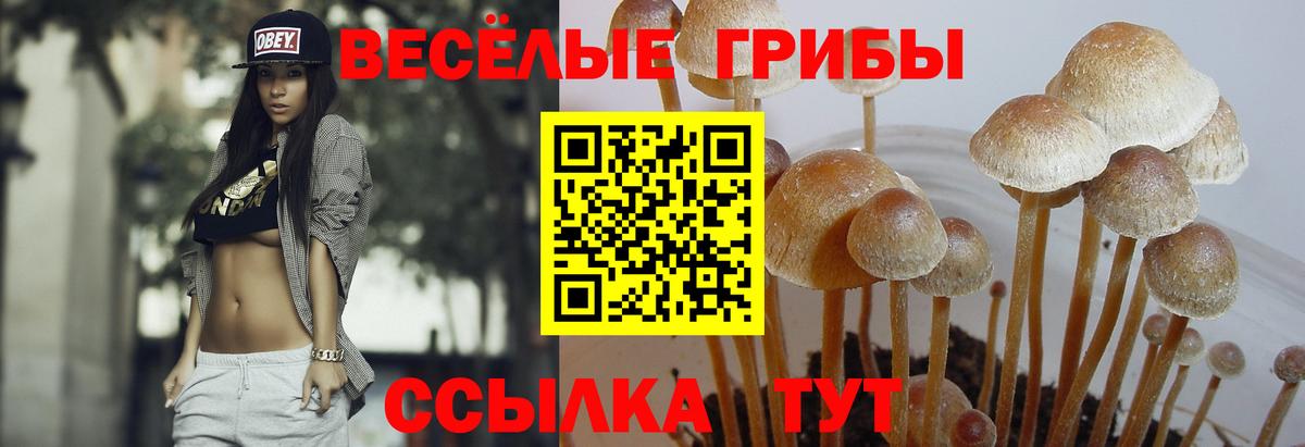 Галлюциногенные грибы Cubensis Майкоп